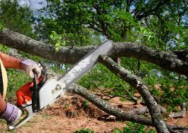 Best Stump Grinding and Removal  in Leadville North, CO