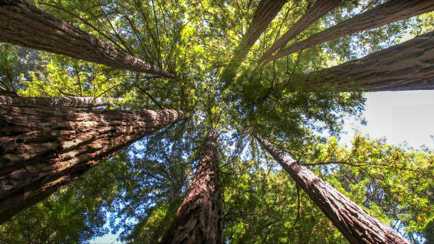 Best Tree Disease Treatment  in Leadville North, CO