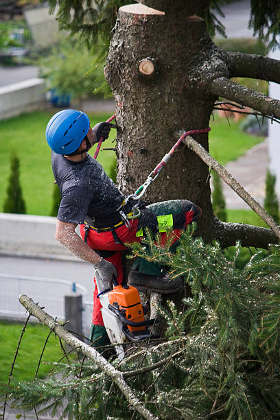 Lawn Renovation and Restoration in Leadville North, CO