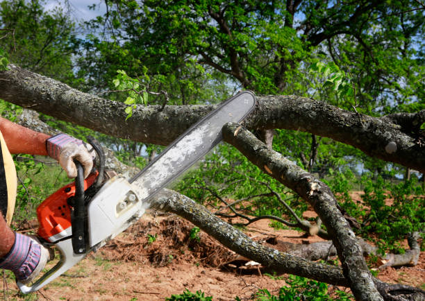 Professional Tree Removal in Leadville North, CO